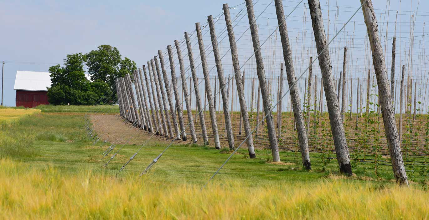 Hops Ledyard Farms