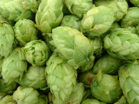 Hops