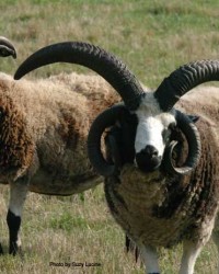 Jacob Sheep