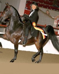 Graywood’s Epona
