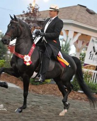 CBMF Immortal Belle