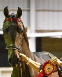 Ledyard Up The Tempo